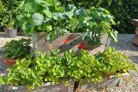 Erdbeeren, Kohlrabi wachsen in einem Beet